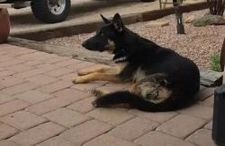 Found/Stray Unknown Dog last seen Solider trail and Ft Lowell, Tucson, AZ 85749