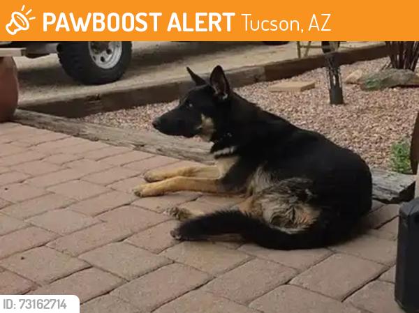 Found/Stray Unknown Dog last seen Solider trail and Ft Lowell, Tucson, AZ 85749