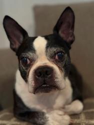 Lost Male Dog last seen Douglas st and Sugar Rd, Pharr, TX 78577