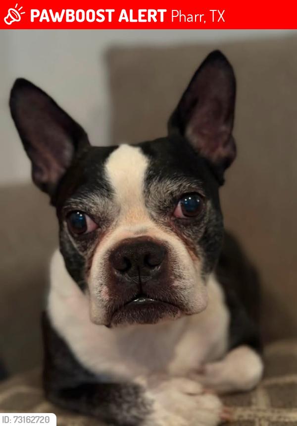 Lost Male Dog last seen Douglas st and Sugar Rd, Pharr, TX 78577