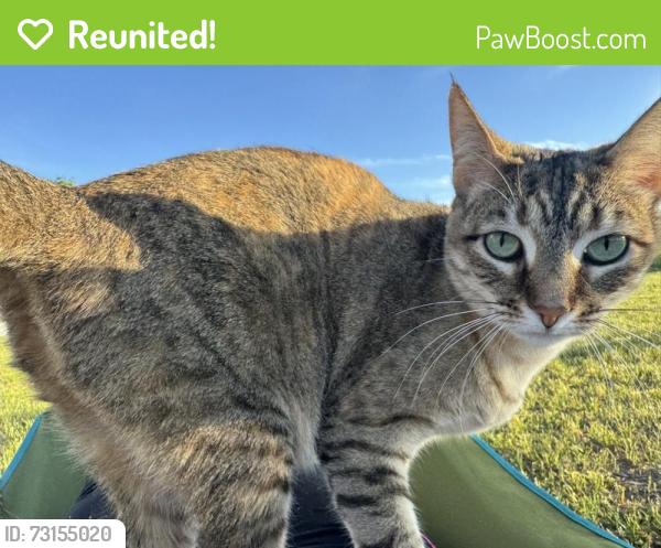 Reunited Female Cat last seen Grattan raceway, lessiter, Belding, MI 48809