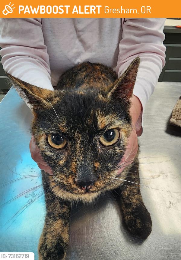Found/Stray Female Cat last seen Birdsdale and Powell, Gresham, OR 97030