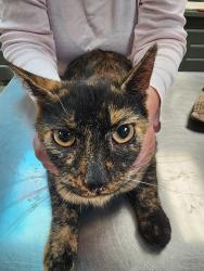 Found/Stray Female Cat last seen Birdsdale and Powell, Gresham, OR 97030