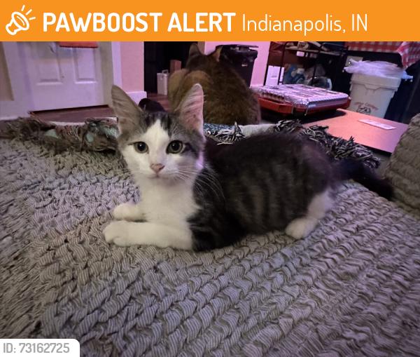 Found/Stray Male Cat last seen Shepard and Howard, Indianapolis, IN 46221