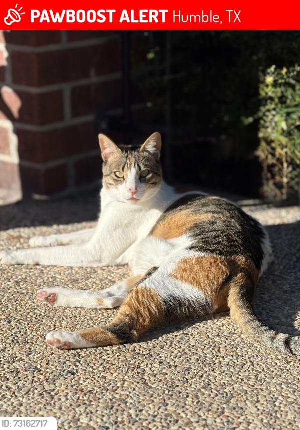 Lost Female Cat last seen Tamarron court, Humble, TX 77346