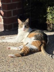 Lost Female Cat last seen Tamarron court, Humble, TX 77346