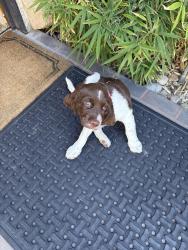 Lost Female Dog last seen Ustick and Cloverdale, Boise, ID 83713
