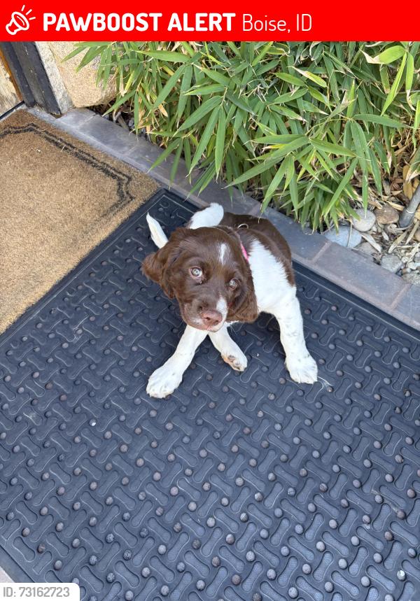 Lost Female Dog last seen Ustick and Cloverdale, Boise, ID 83713
