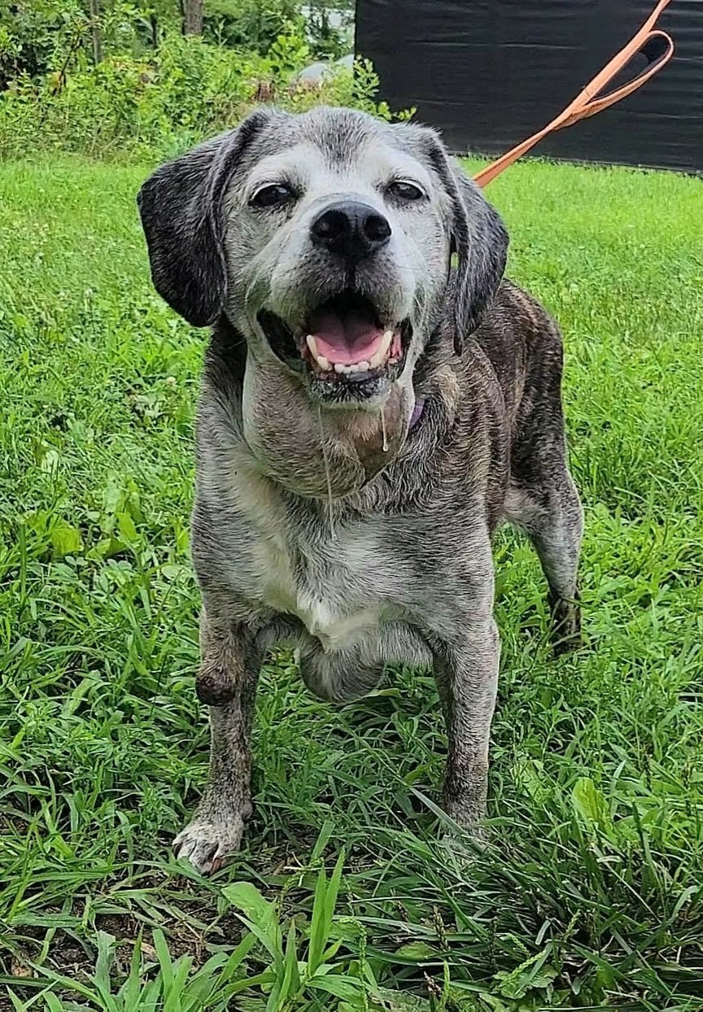 Shelter Stray Male Dog last seen Near Warwickshire Lane, GLEN BURNIE, MD, 21061, 411 Maxwell Frye Rd, Millersville, MD 21108, USA