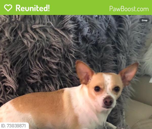 Reunited Male Dog last seen Wisteria loop and Cherokee Rose, French Valley, CA 92596