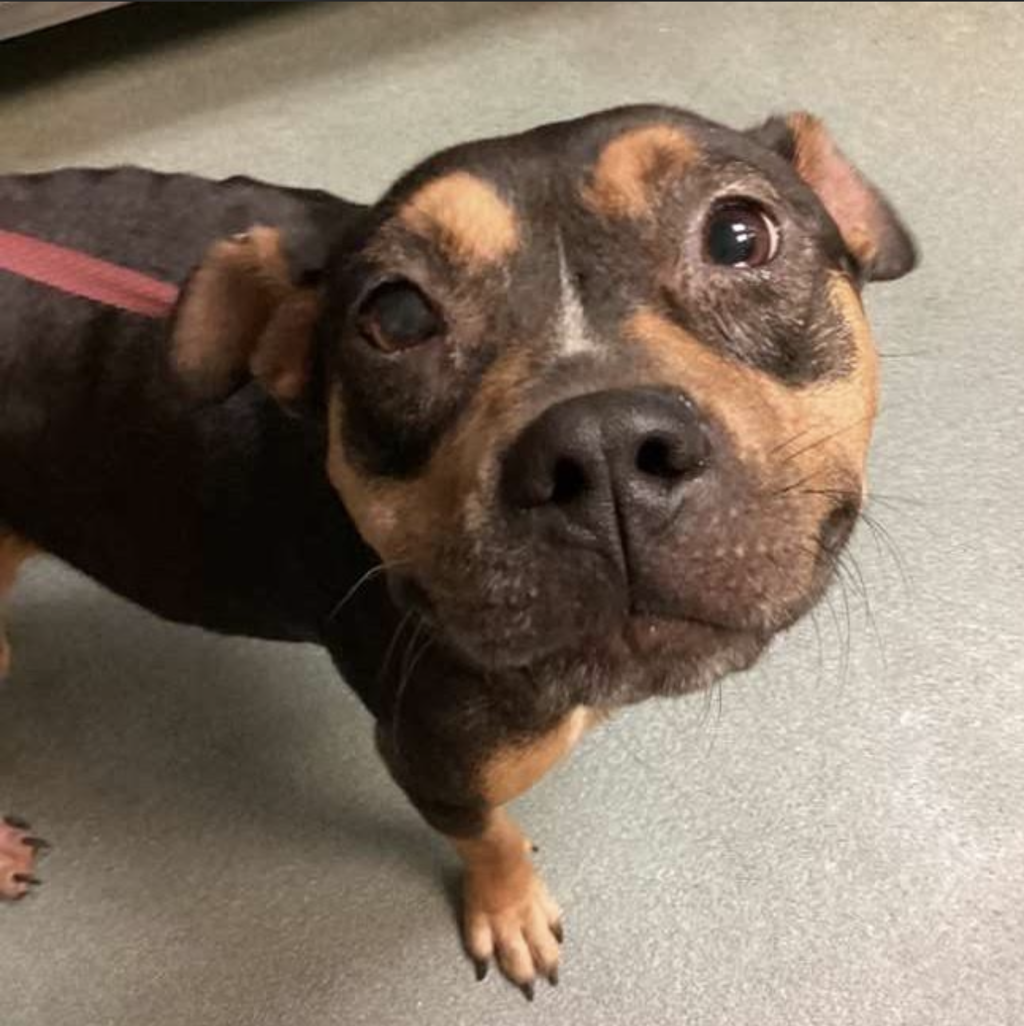 Shelter Stray Female Dog last seen NC, 820 Beacon Lake Dr, Raleigh, NC 27610, USA