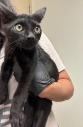 Shelter Stray Unknown Cat last seen Near Amesbury Lane, AUSTIN, TX, 78752, 7201 Levander Loop bldg a, Austin, TX 78702, USA