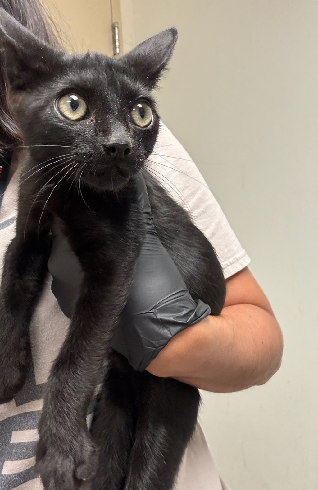 Shelter Stray Male Cat last seen Near Amesbury Lane, AUSTIN, TX, 78752, 7201 Levander Loop bldg a, Austin, TX 78702, USA