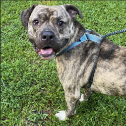 Shelter Stray Male Dog last seen Near Fountain Springs road, HOLLY SPRINGS, NC, 27540, 820 Beacon Lake Dr, Raleigh, NC 27610, USA