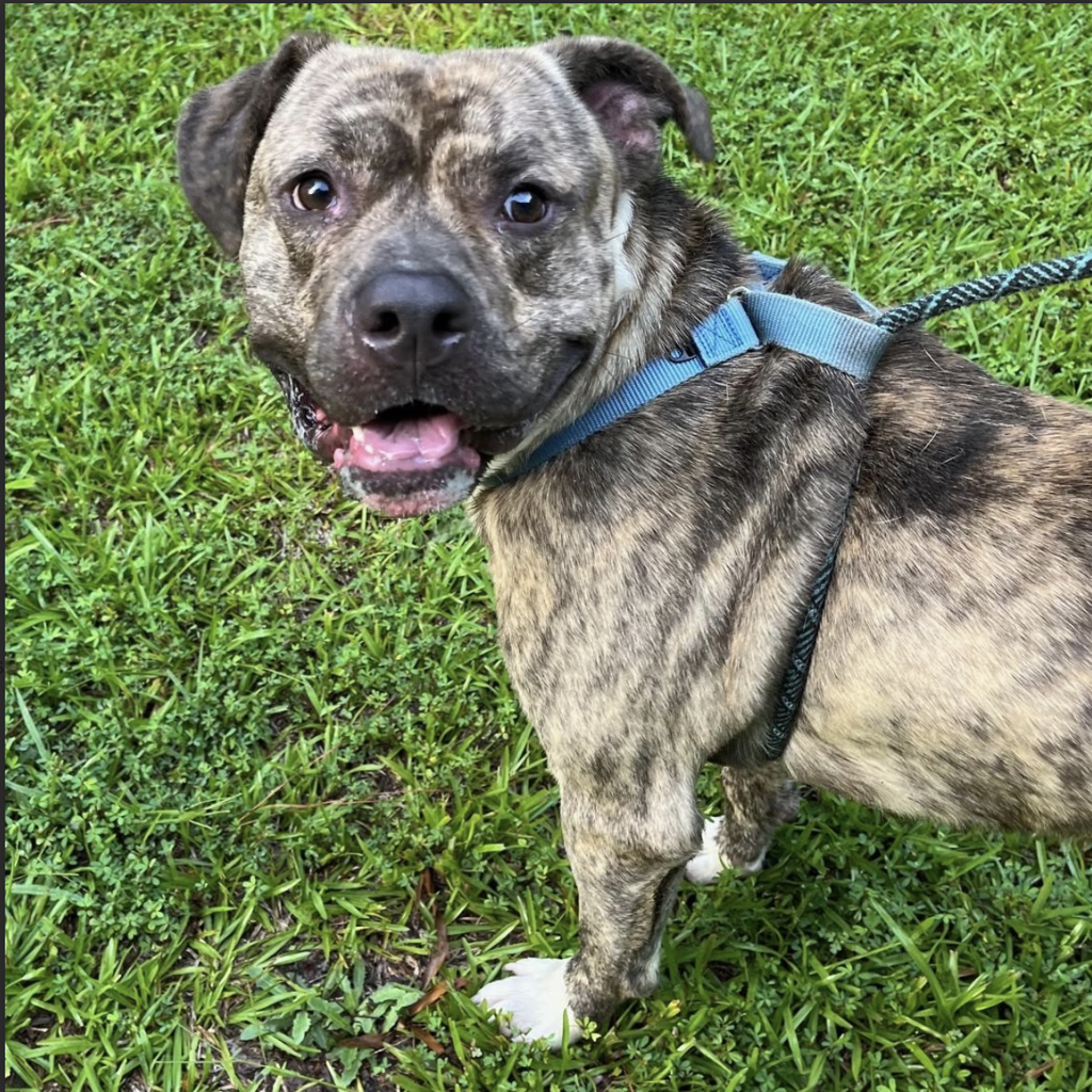 Shelter Stray Male Dog last seen Near Fountain Springs road, HOLLY SPRINGS, NC, 27540, 820 Beacon Lake Dr, Raleigh, NC 27610, USA