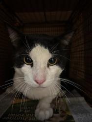 Shelter Stray Unknown Cat last seen Apt 2001,1016 Camino La Costa, AUSTIN, TX, 78752, 7201 Levander Loop bldg a, Austin, TX 78702, USA