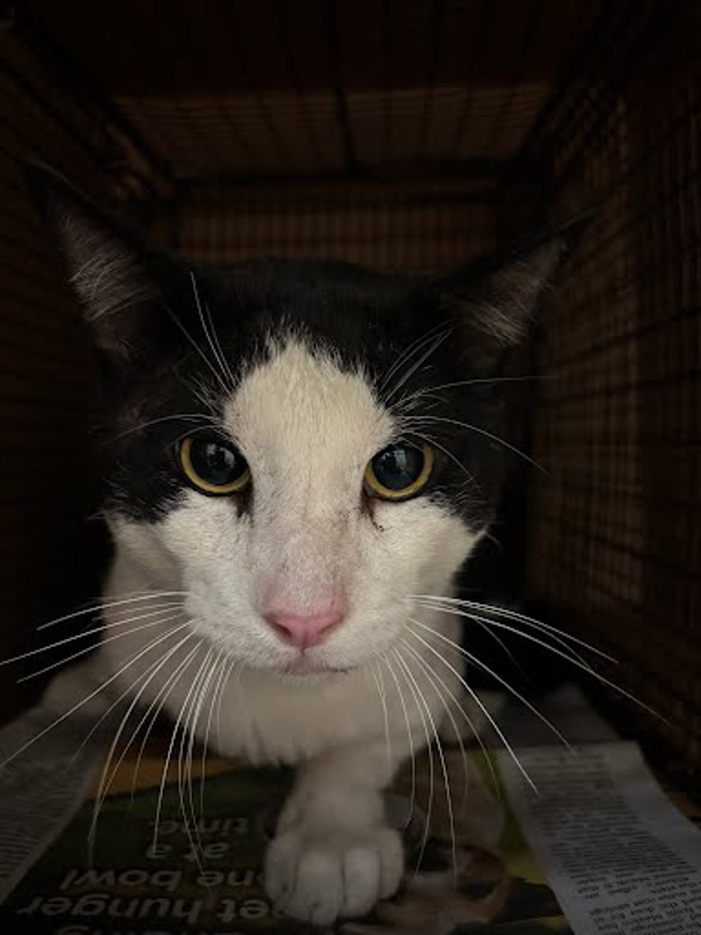 Shelter Stray Male Cat last seen Apt 2001,1016 Camino La Costa, AUSTIN, TX, 78752, 7201 Levander Loop bldg a, Austin, TX 78702, USA