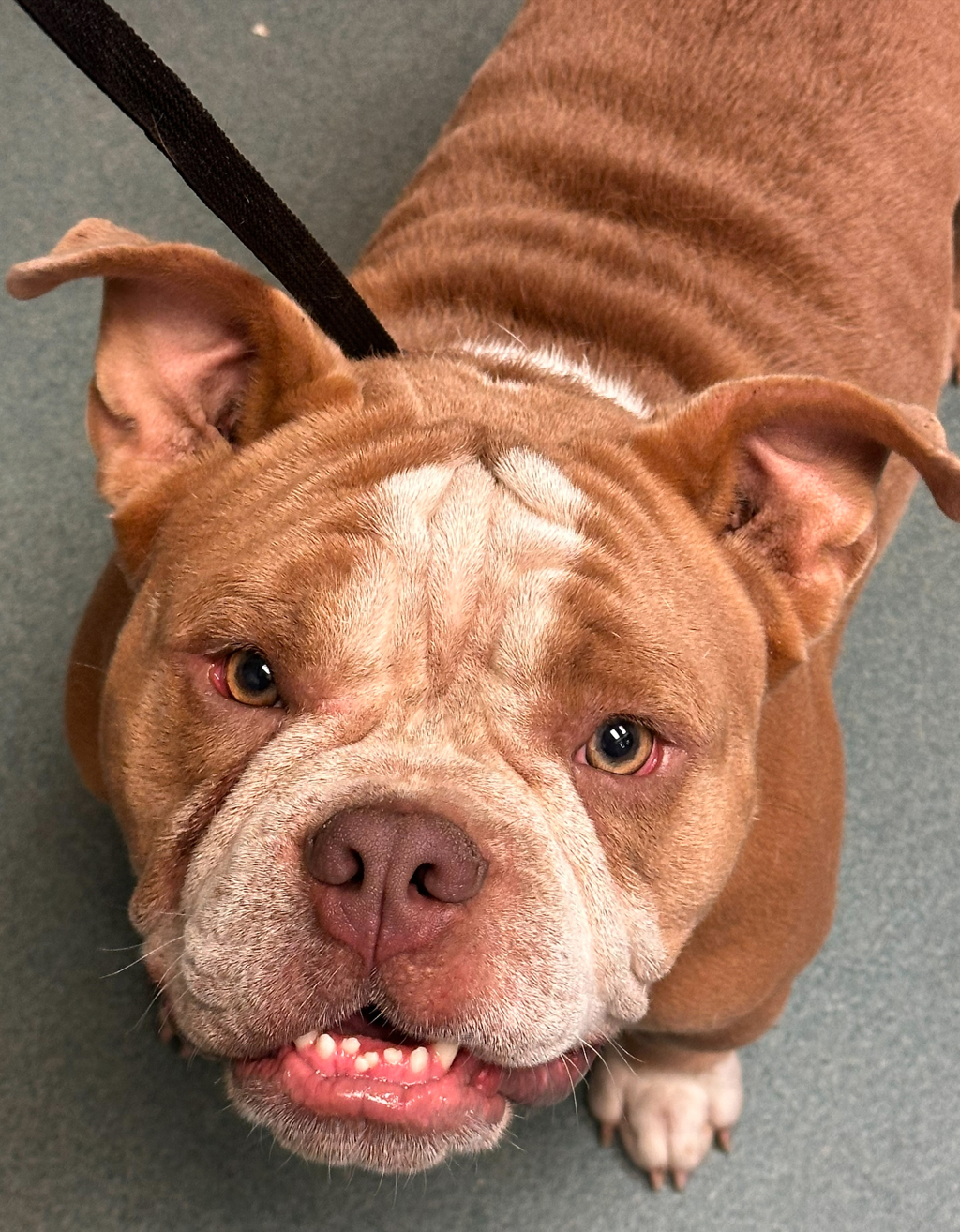 Shelter Stray Male Dog last seen Near Mourning Dove Road, RALEIGH, NC, 27615, 820 Beacon Lake Dr, Raleigh, NC 27610, USA