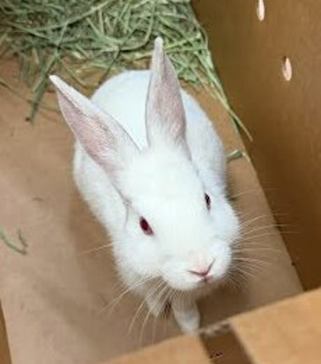 Shelter Stray Female Rabbit last seen Near W Rundberg Lane, AUSTIN, TX, 78758, 7201 Levander Loop bldg a, Austin, TX 78702, USA