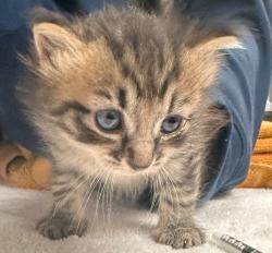 Shelter Stray Female Cat last seen Near Trademark Drive, RALEIGH, NC, 27610, 820 Beacon Lake Dr, Raleigh, NC 27610, USA