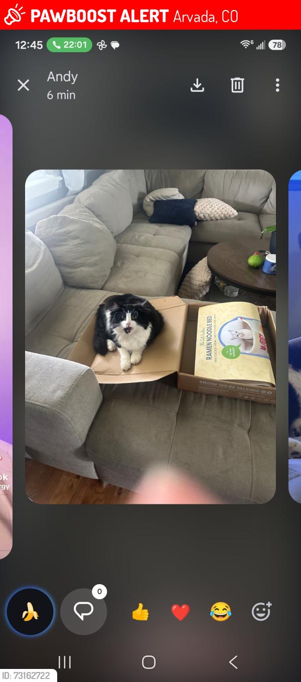 Lost Female Cat last seen West 68th ave, Arvada, CO 80003