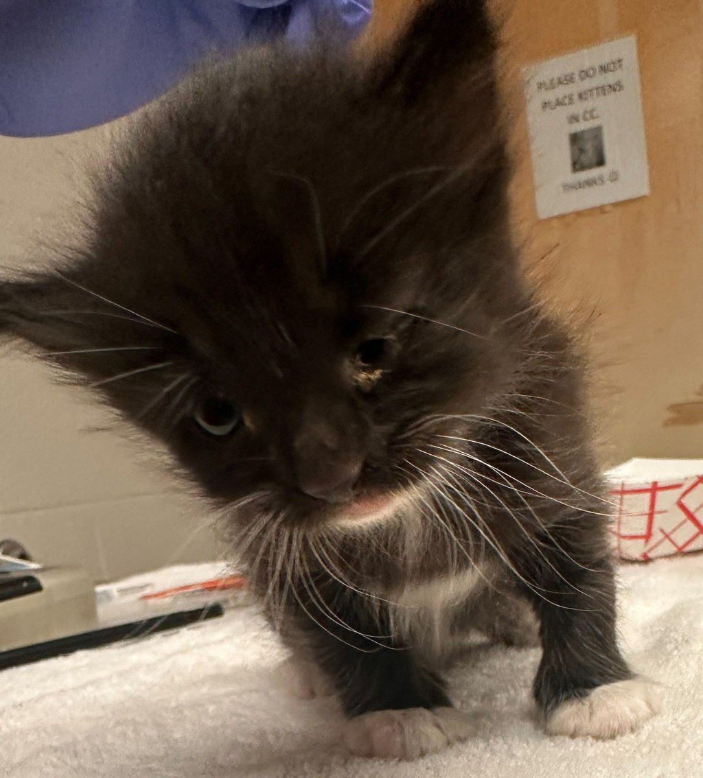 Shelter Stray Female Cat last seen Near Trademark Drive, RALEIGH, NC, 27610, 820 Beacon Lake Dr, Raleigh, NC 27610, USA