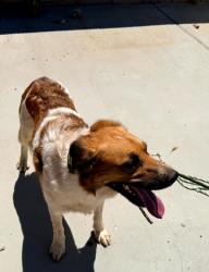 Found/Stray Male Dog last seen 25th Street West, Rosamond, CA 93560