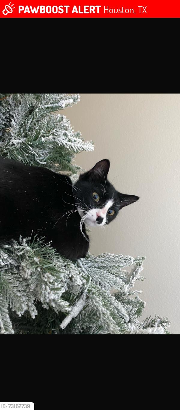 Lost Male Cat last seen Stuebner airline and 1960, Houston, TX 77069