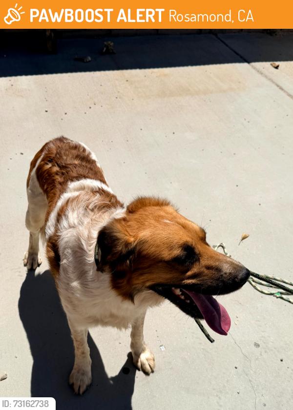 Found/Stray Male Dog last seen 25th Street West, Rosamond, CA 93560