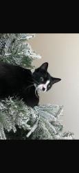 Lost Male Cat last seen Stuebner airline and 1960, Houston, TX 77069