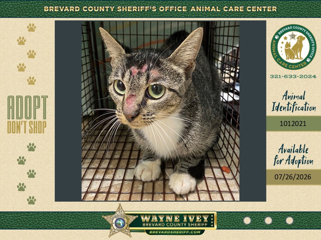 Shelter Stray Unknown Cat last seen Near E Towne Place, TITUSVILLE, FL, 32796, 5100 W Eau Gallie Blvd, Melbourne, FL 32934, USA