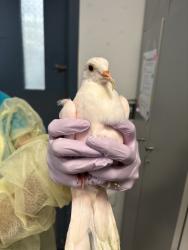 Shelter Stray Unknown Bird last seen Near Payson Avenue, NEW YORK, NY, 10034, 326 E 110th St, New York, NY 10029, USA