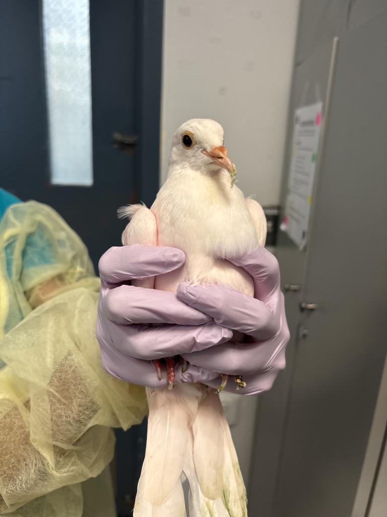 Shelter Stray Unknown Bird last seen Near Payson Avenue, NEW YORK, NY, 10034, 326 E 110th St, New York, NY 10029, USA