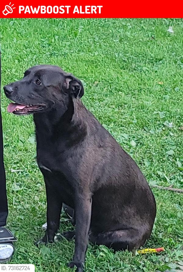 Lost Female Dog last seen Richmond, Warrensville Heights, OH 44128