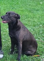 Lost Female Dog last seen Richmond, Warrensville Heights, OH 44128
