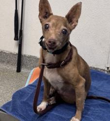 Shelter Stray Female Dog last seen Near N Grape Street, Escondido, CA, 92025, Escondido, CA 92027, USA