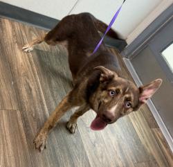 Shelter Stray Male Dog last seen Near Cactus Road, San Diego, CA, 92154, 5500 Gaines St, San Diego, CA 92110, USA