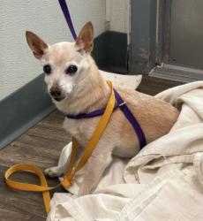 Shelter Stray Male Dog last seen Bootes Street, San Diego, CA, 92126, 5500 Gaines St, San Diego, CA 92110, USA