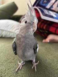 Lost Unknown Bird last seen Little village, Chicago, IL 60624