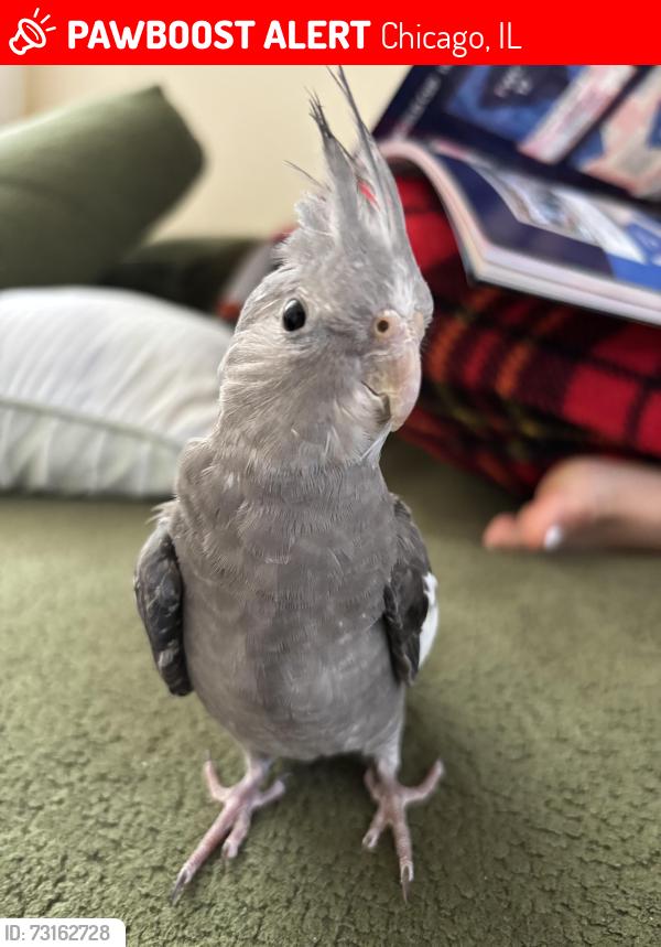 Lost Unknown Bird last seen Little village, Chicago, IL 60624