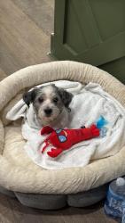Found/Stray Male Dog last seen Campbell square, Philadelphia, PA 19134