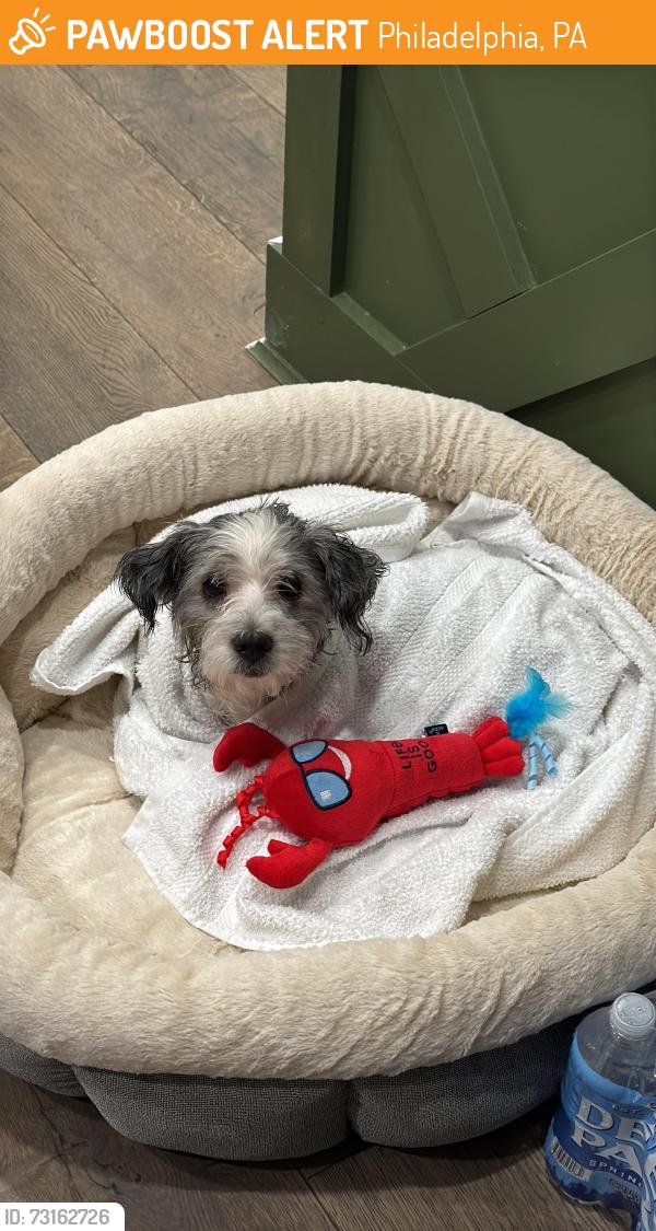 Found/Stray Male Dog last seen Campbell square, Philadelphia, PA 19134