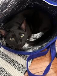 Reunited Female Cat last seen Chivalry Chase & Harper Dr in Fawn Lake, Spotsylvania Courthouse, VA 22551