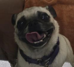 Shelter Stray Male Dog last seen Near Potomac Street, San Diego, CA, 92139, El Cajon, CA 92020, USA