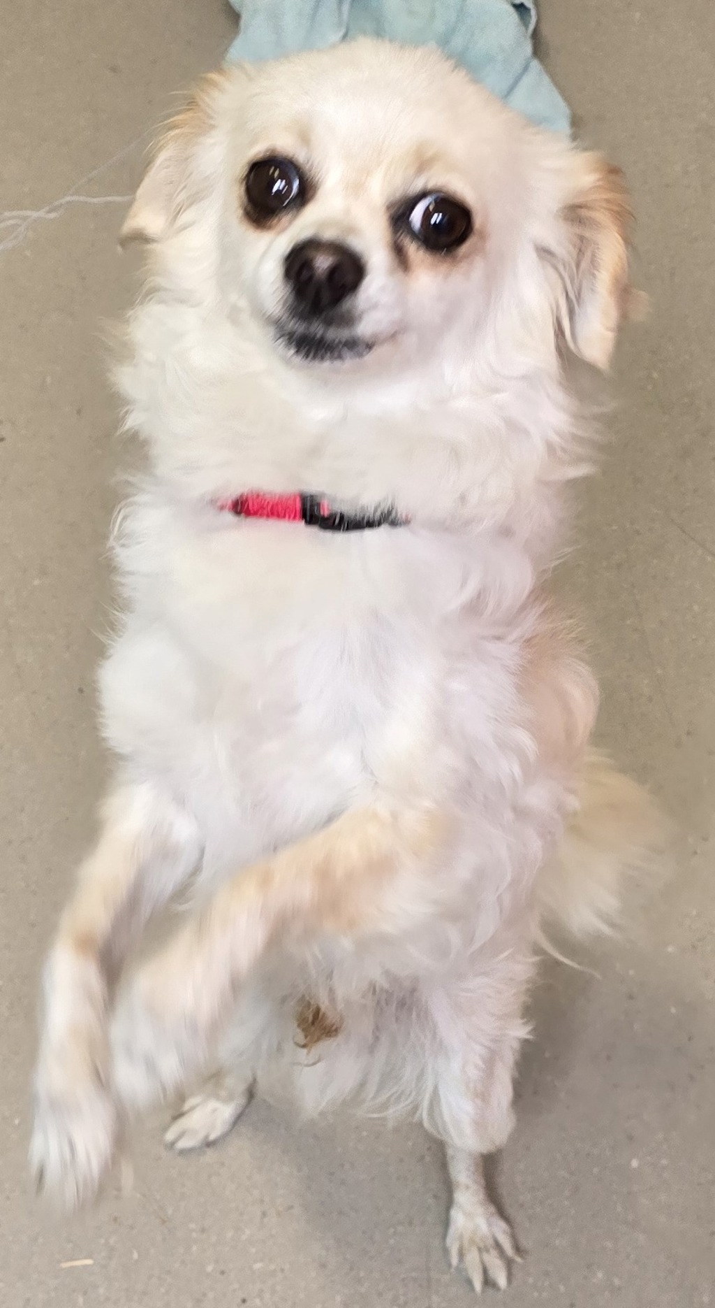 Shelter Stray Male Dog last seen Near Potomac Street, San Diego, CA, 92139, El Cajon, CA 92020, USA