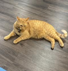 Lost Male Cat last seen Intersection of hwy 33 & hwy 105, Guthrie, OK 73044