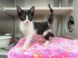 Shelter Stray Female Cat last seen Near Chimney Rock Boulevard, LAFAYETTE, LA, 70508, 410 Dugas Rd, Lafayette, LA 70507, USA