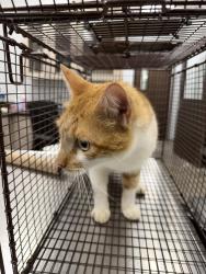 Shelter Stray Male Cat last seen Near Burke Road, BROUSSARD, LA, 70518, 410 Dugas Rd, Lafayette, LA 70507, USA