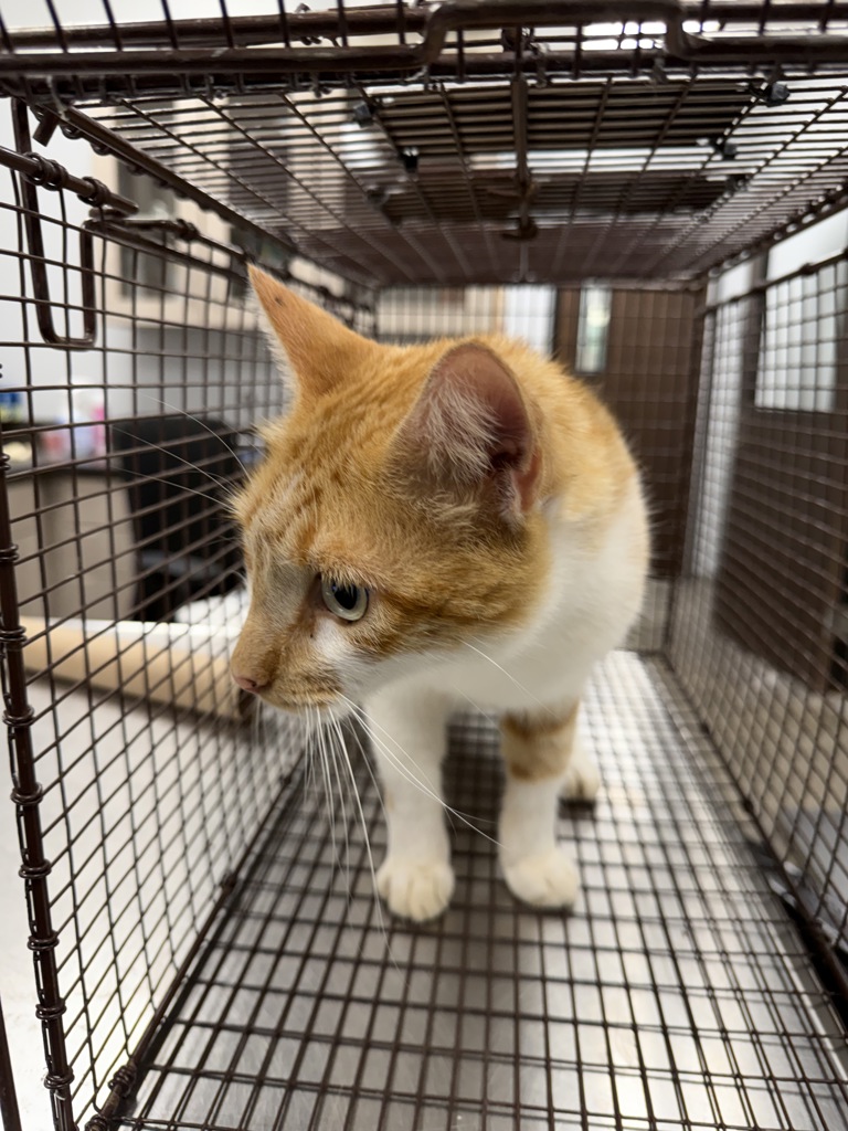 Shelter Stray Male Cat last seen Near Burke Road, BROUSSARD, LA, 70518, 410 Dugas Rd, Lafayette, LA 70507, USA