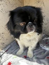 Shelter Stray Male Dog last seen Near W Ridge Hollow Way, Kearns Township, UT, 84118, 511 W 3900 S, Salt Lake City, UT 84123, USA